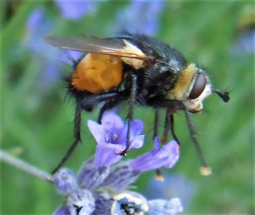 Nowickia ferox?...  Nowickia sp. (Tachinidae)