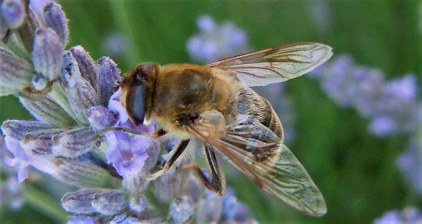 Eristalis tenax, femmina