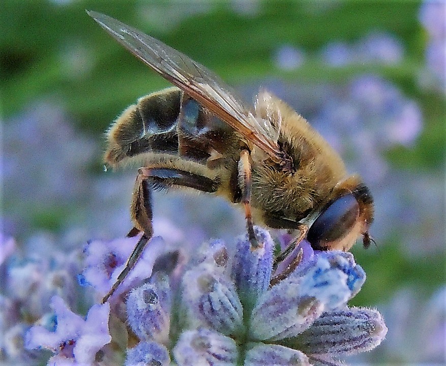 Eristalis tenax, femmina