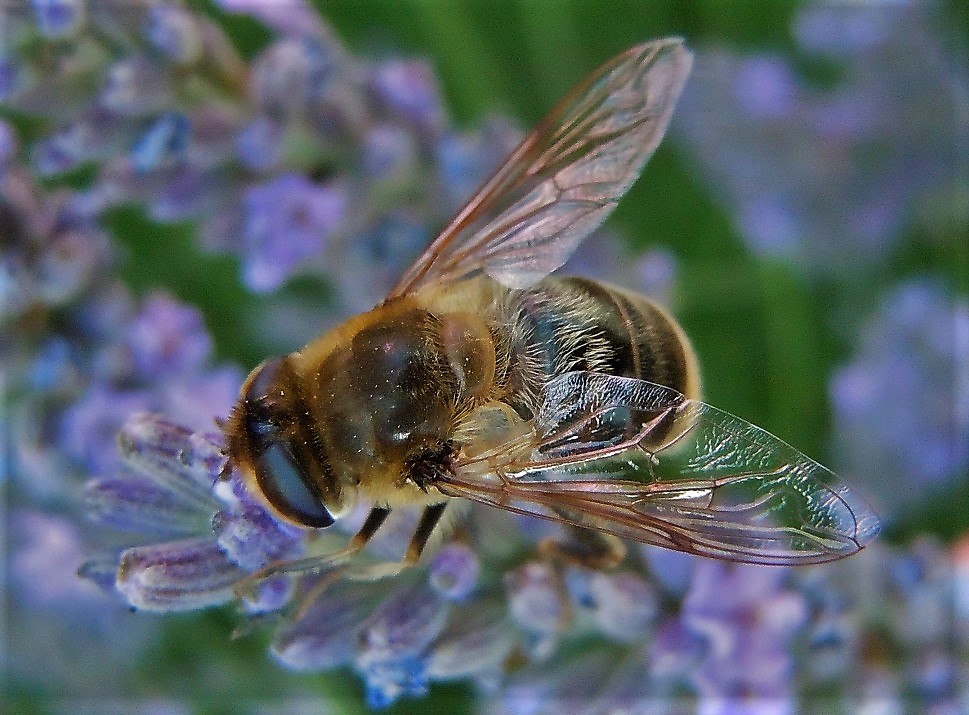 Eristalis tenax, femmina