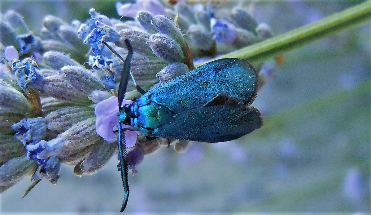 Adscita o Jordanita? Adscita sp., Zygaenidae