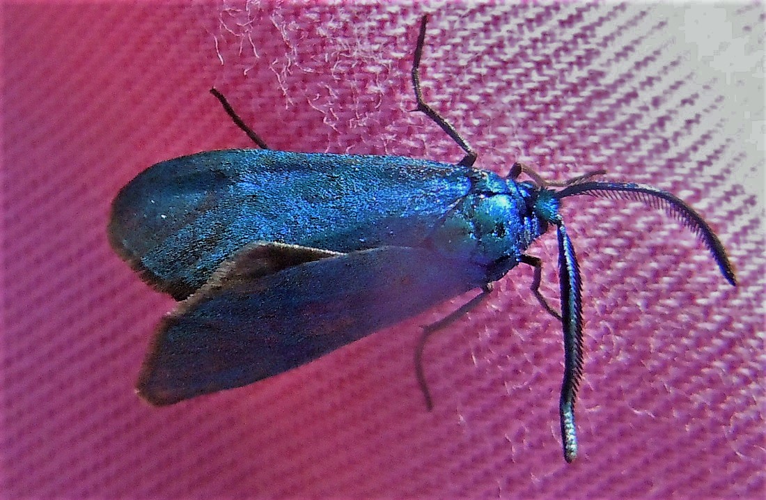 Adscita o Jordanita? Adscita sp., Zygaenidae