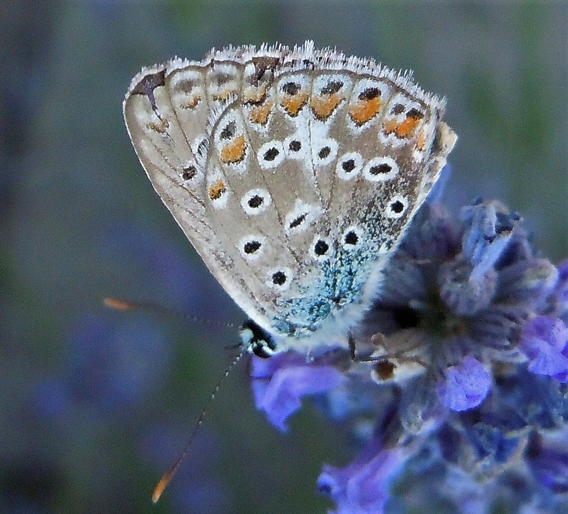 Licenide dall''Etna4 - Polyommatus sp.