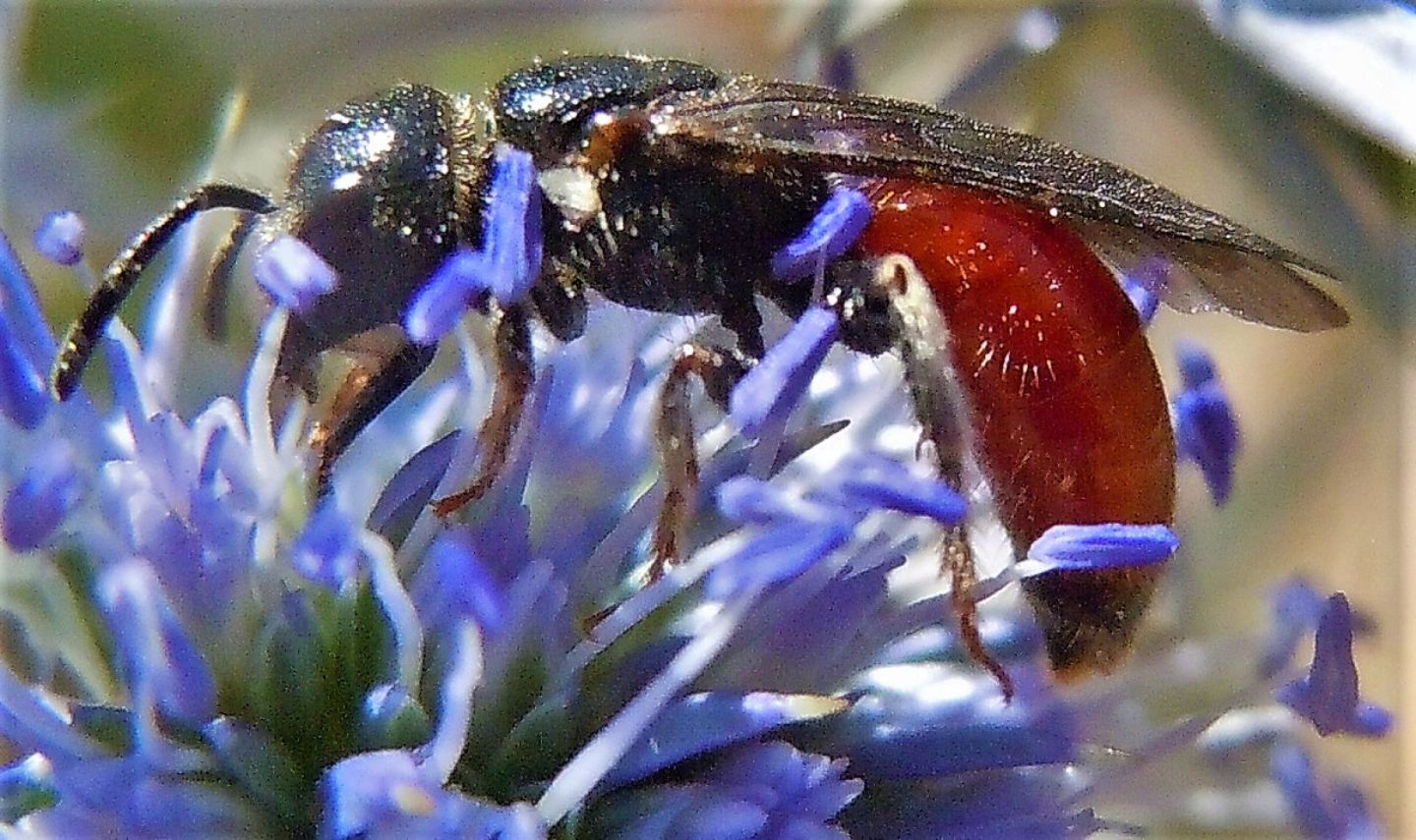 Apidae Halictinae: Sphecodes sp.