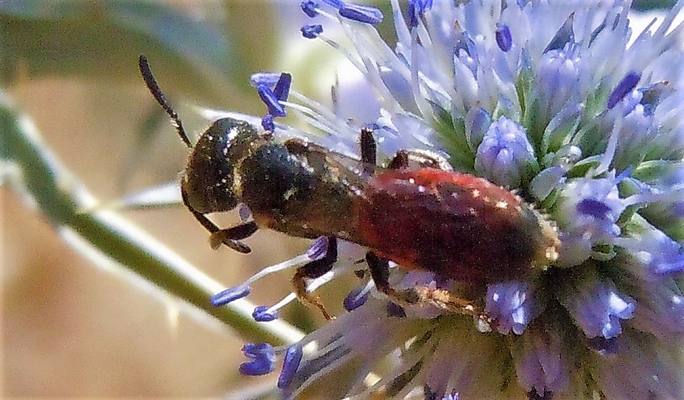 Apidae Halictinae: Sphecodes sp.