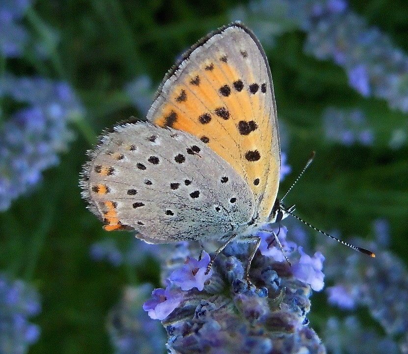 Licenide dall''Etna5 - Lycaena alciphron