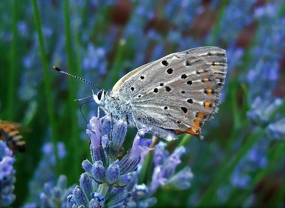 Licenide dall''Etna5 - Lycaena alciphron