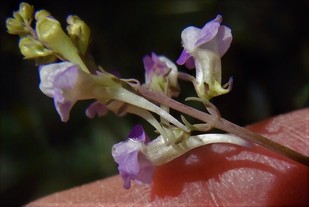 Linaria purpurea / Linajola purpurea