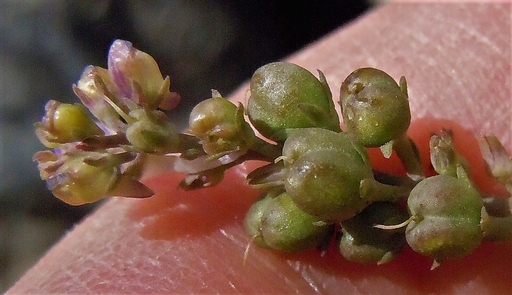 Linaria purpurea / Linajola purpurea