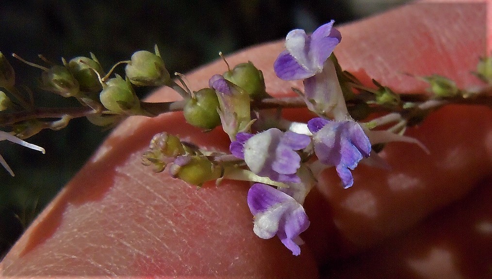 Linaria purpurea / Linajola purpurea