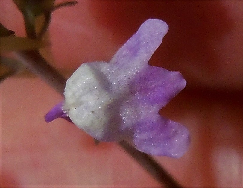 Linaria purpurea / Linajola purpurea