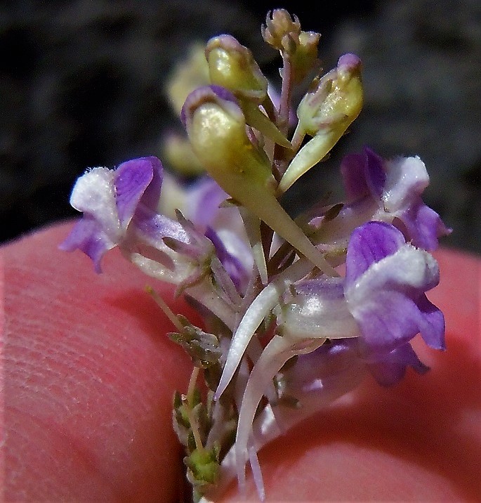 Linaria purpurea / Linajola purpurea