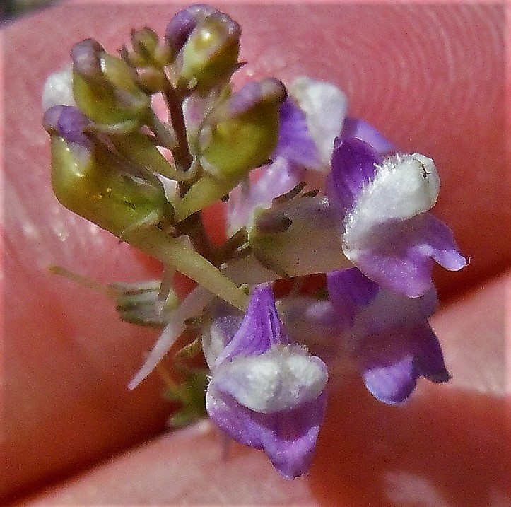 Linaria purpurea / Linajola purpurea