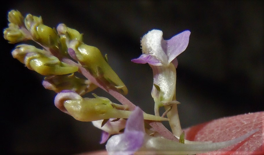 Linaria purpurea / Linajola purpurea