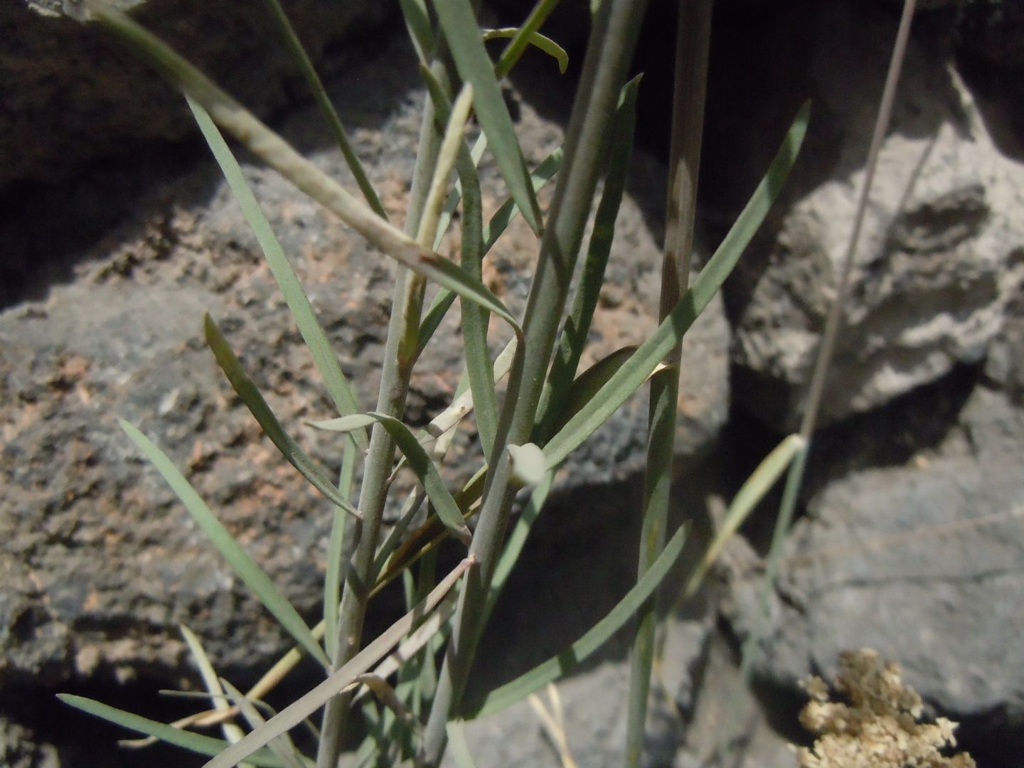 Linaria purpurea / Linajola purpurea