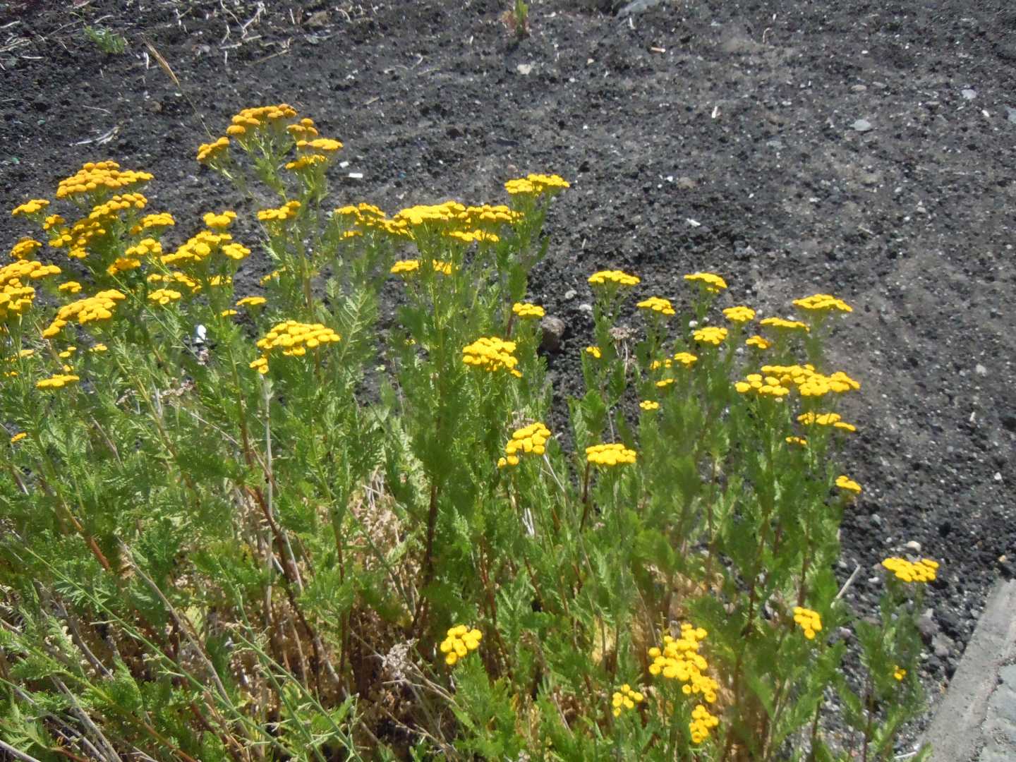 Tanacetum vulgare subsp. siculum / Erba-amara siciliana