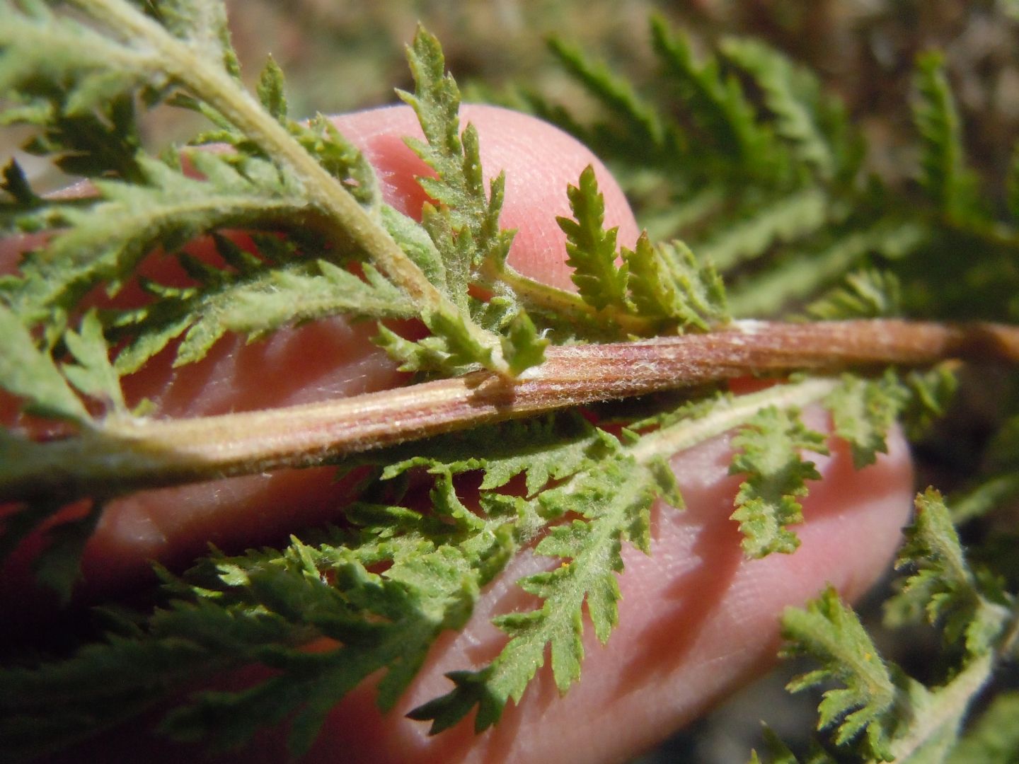 Tanacetum vulgare subsp. siculum / Erba-amara siciliana