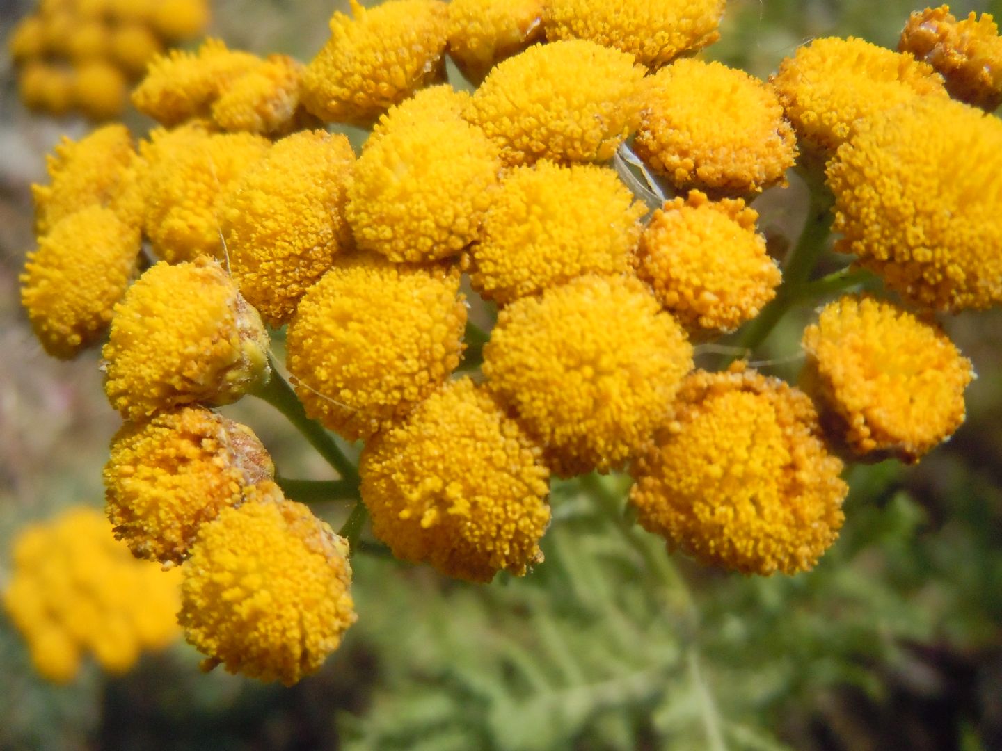 Tanacetum vulgare subsp. siculum / Erba-amara siciliana