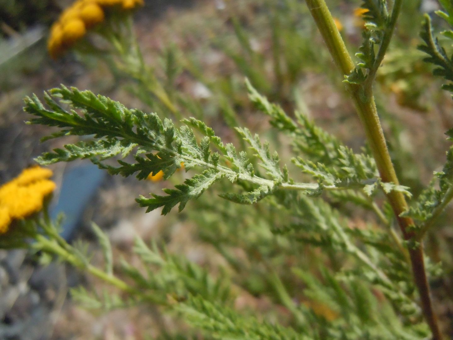 Tanacetum vulgare subsp. siculum / Erba-amara siciliana