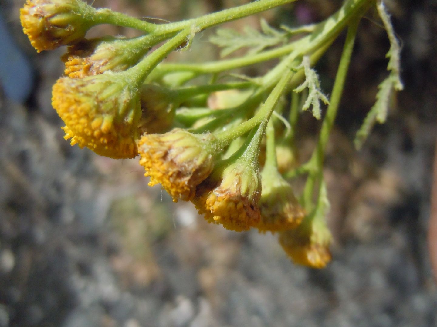 Tanacetum vulgare subsp. siculum / Erba-amara siciliana