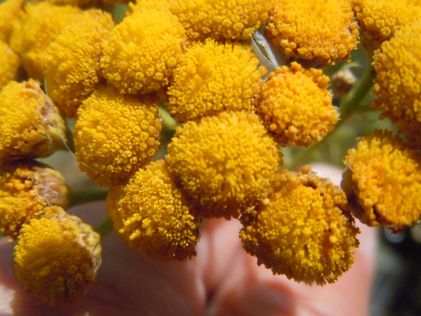 Tanacetum vulgare subsp. siculum / Erba-amara siciliana