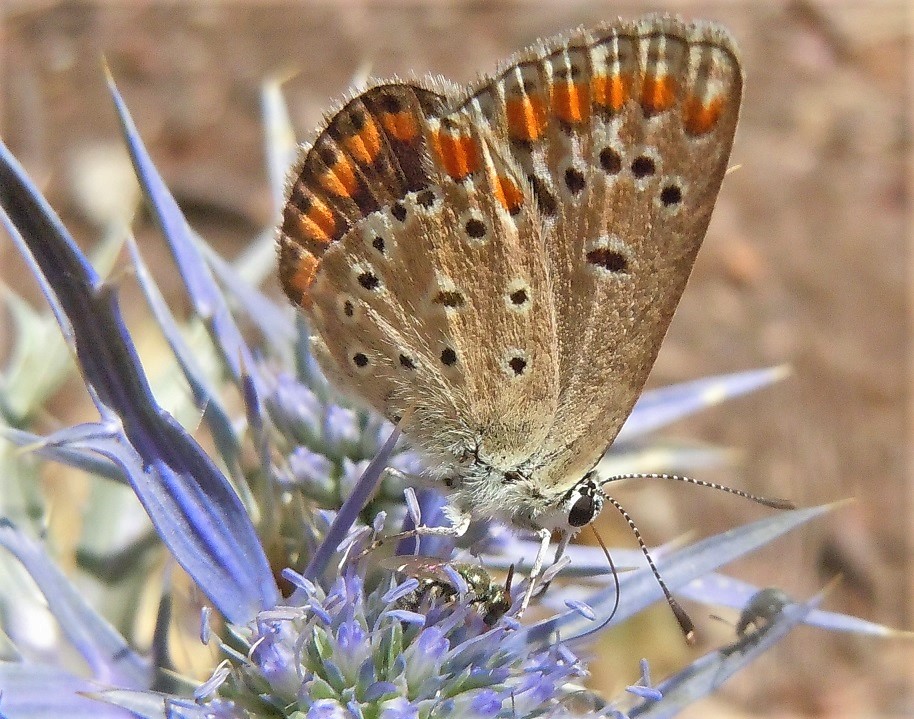 Licenide del Faito - Polyommatus (Polyommatus) thersites