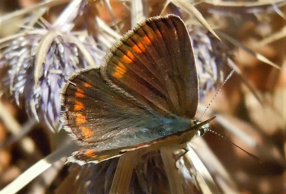 Licenide del Faito - Polyommatus (Polyommatus) thersites