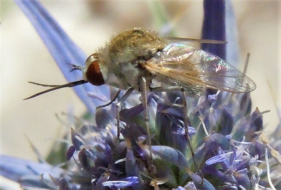 Bombyliidae: Geron sp.?   S