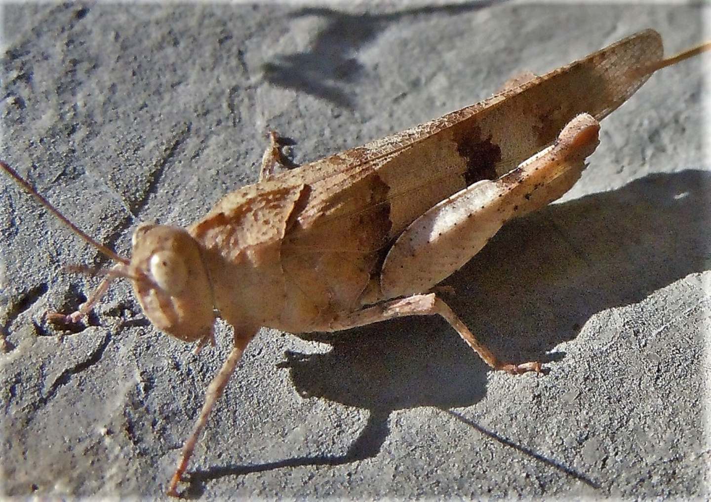 Oedipoda?  S, Oedipoda caerulescens