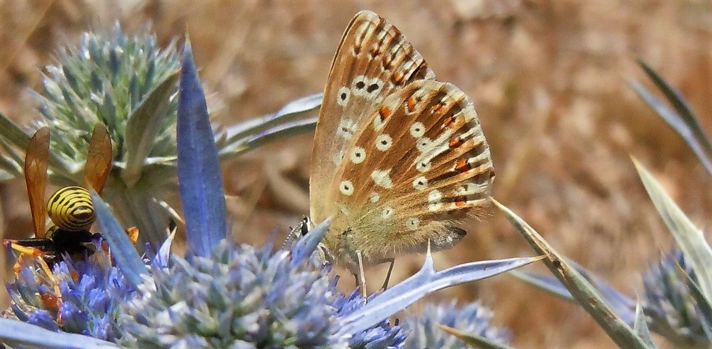 Licenide del Faito2 - Polyommatus (Lysandra) coridon