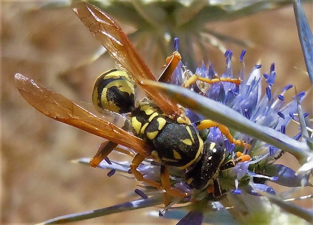 Polistes?