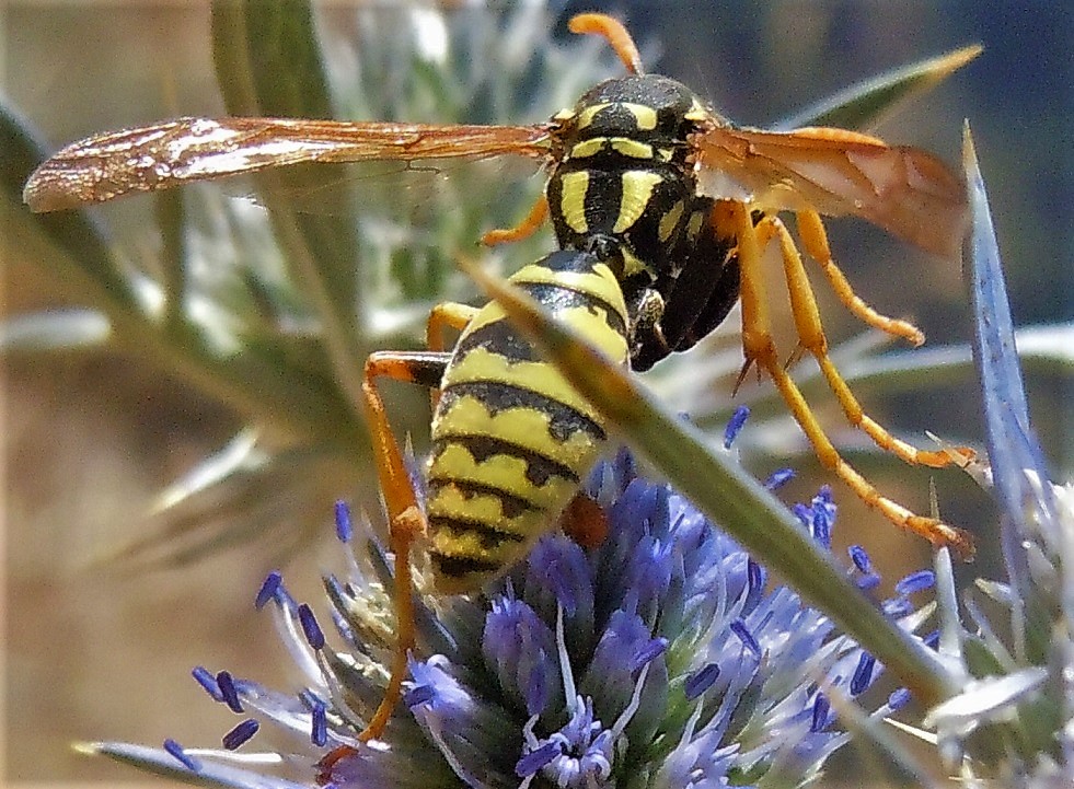 Polistes?