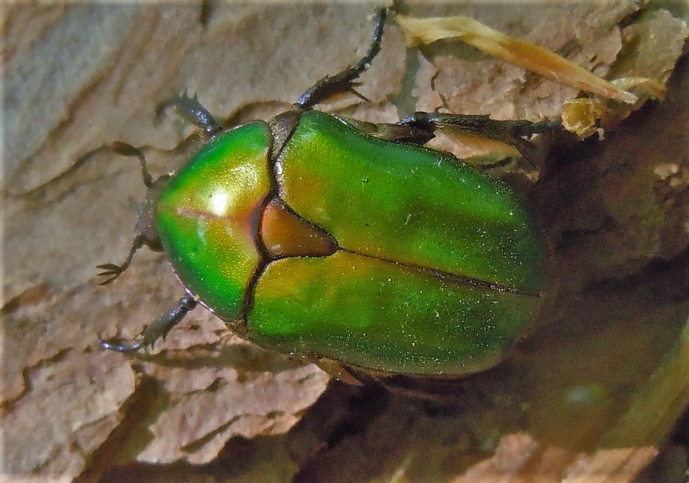 Protaetia cuprea cuprea (Cetoniidae)