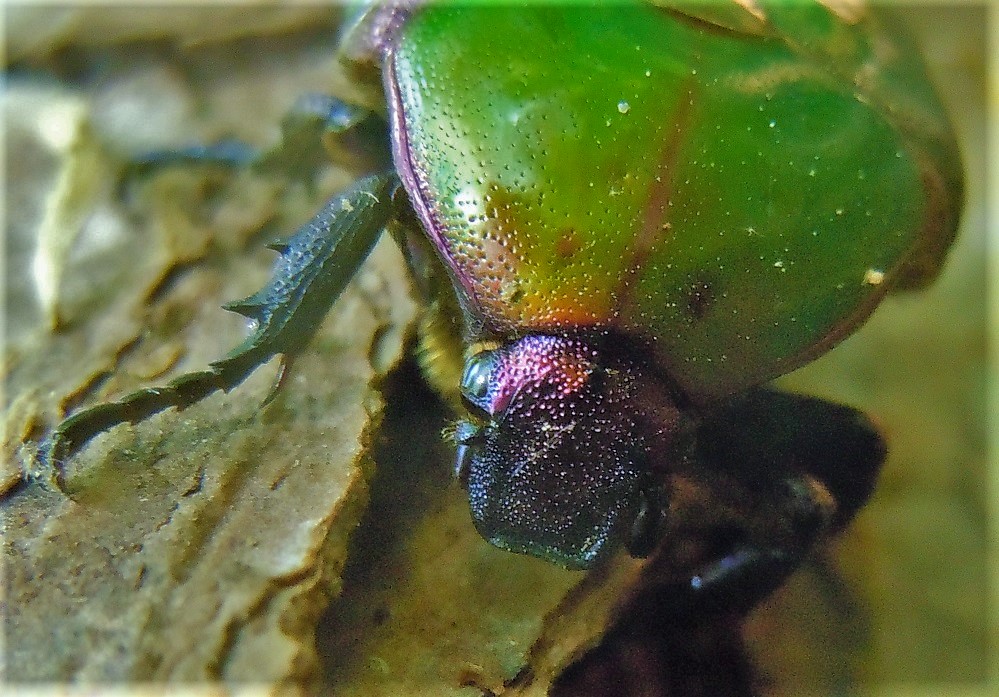 Protaetia cuprea cuprea (Cetoniidae)