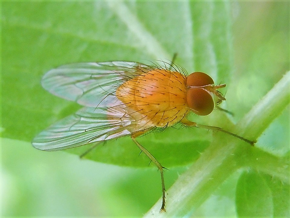 Muscidae: Phaonia pallida ♂ ?  S !