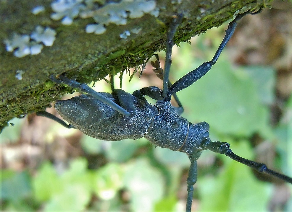 Cerambycidae:  Morimus asper, maschio