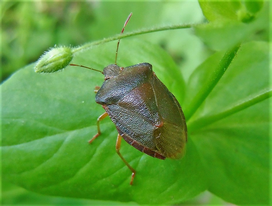 Pentatomidae: Palomena prasina? S !