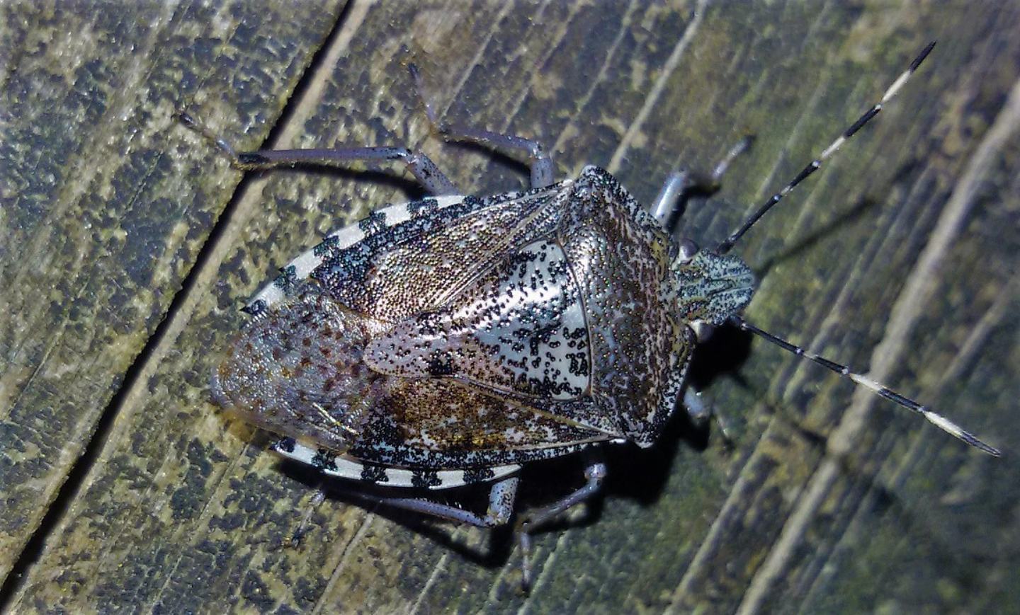 Pentatomidae: Rhaphigaster nebulosa