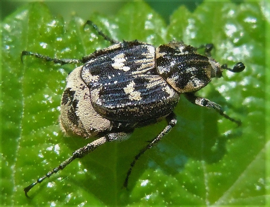 Valgus hemipterus, maschio (Cetoniidae)