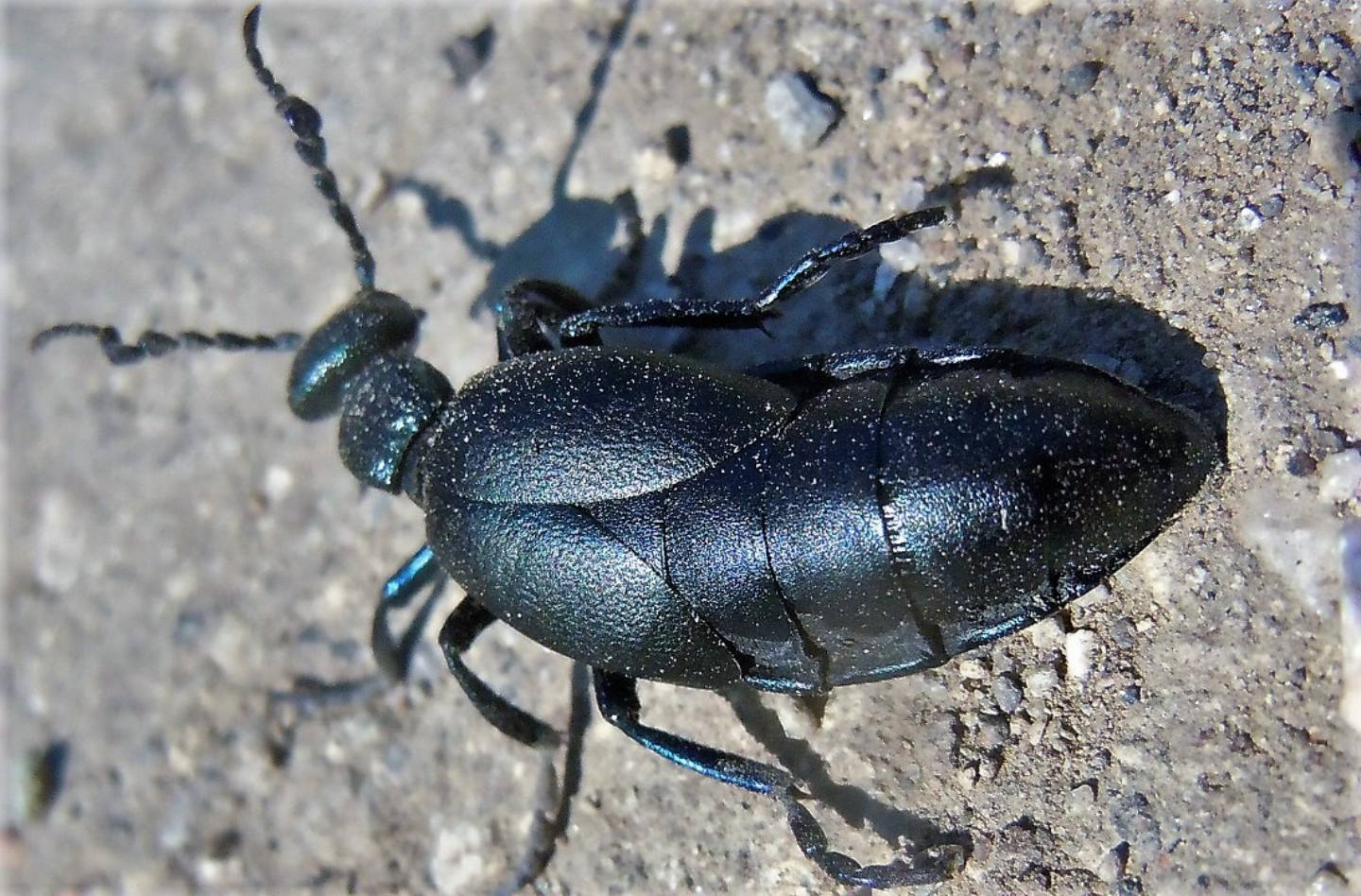 Meloidae Meloe proscarabaeus (cf.), maschio