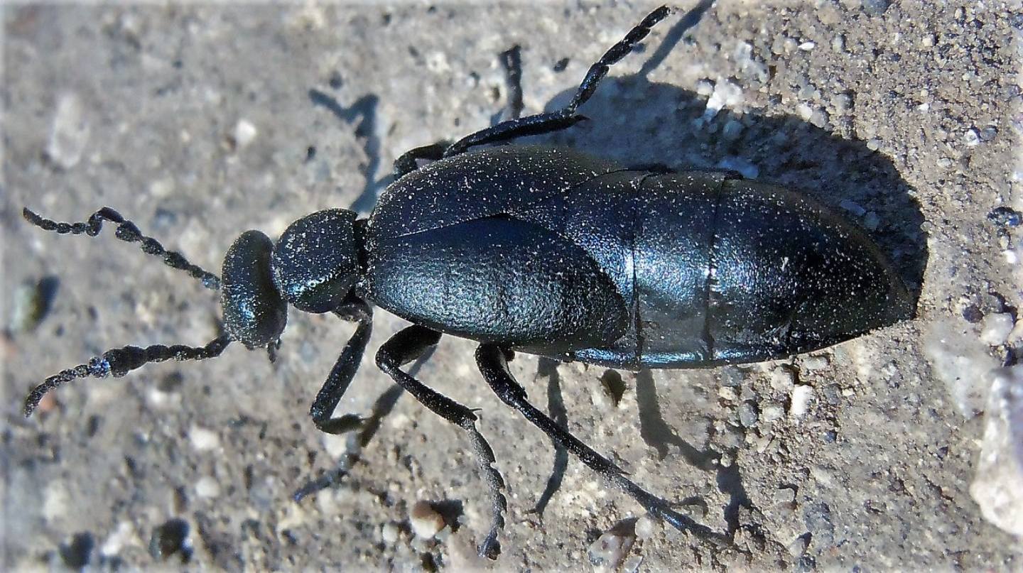 Meloidae Meloe proscarabaeus (cf.), maschio