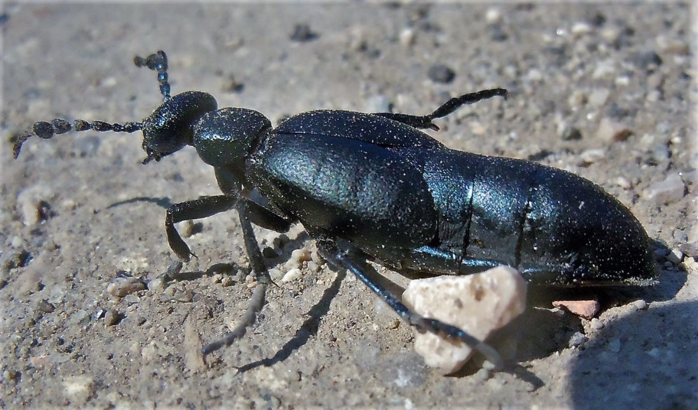 Meloidae Meloe proscarabaeus (cf.), maschio