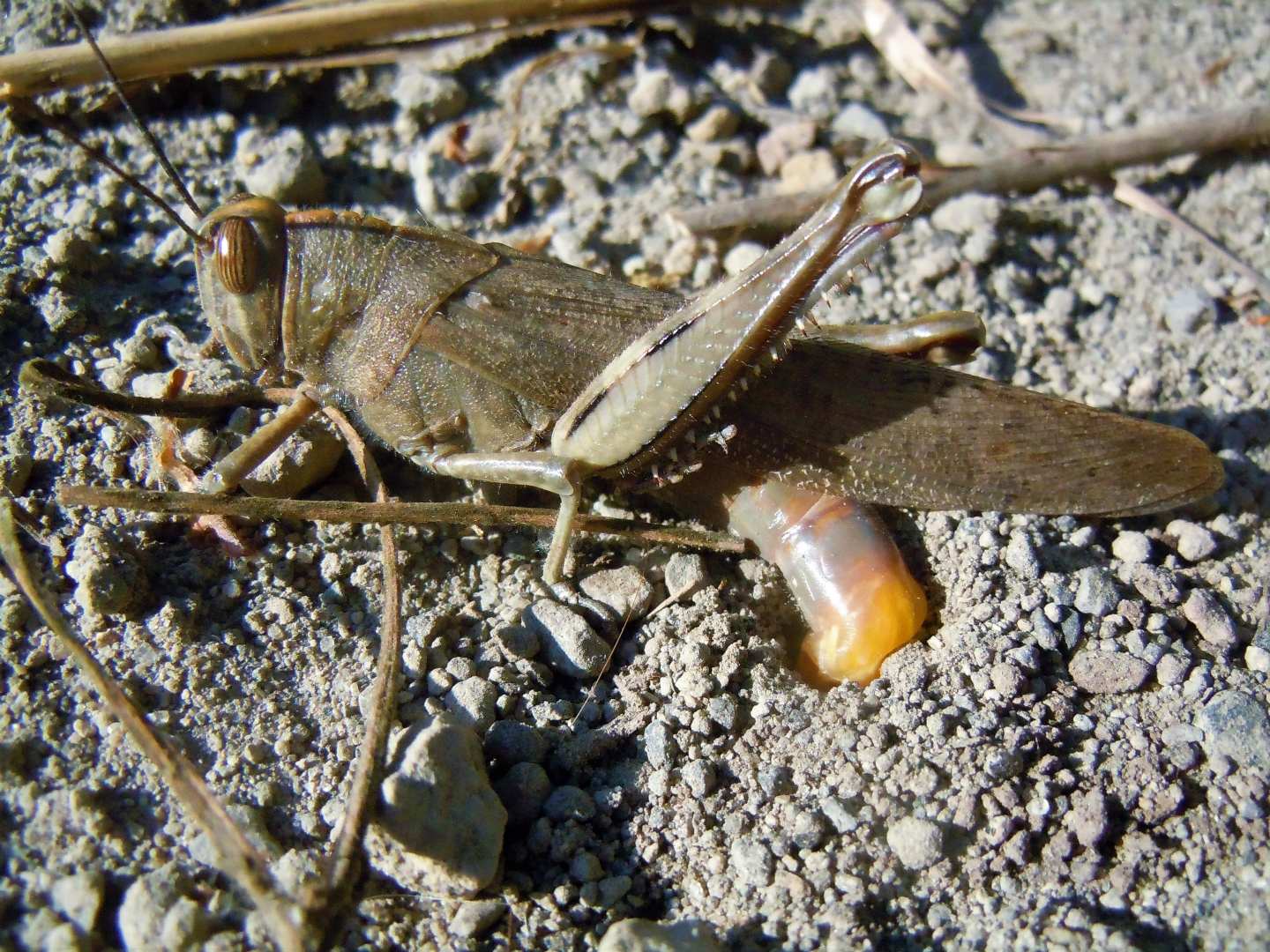 Anacridium aegyptium in deposizione