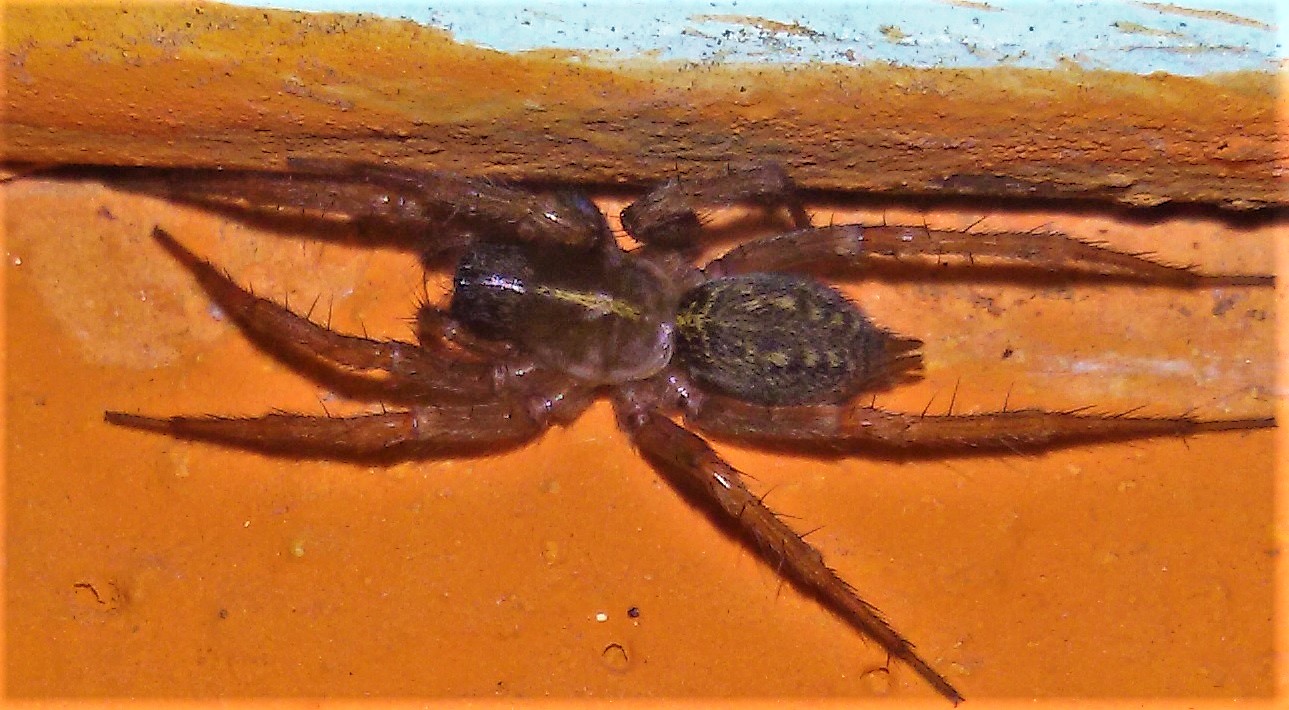 Lycosoides coarctata - Napoli