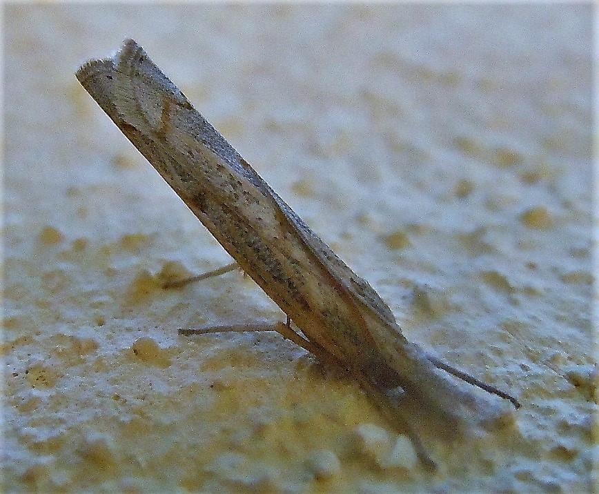 Agriphila geniculea? No, Pediasia contaminella - Crambidae