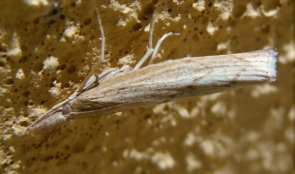 Agriphila geniculea? No, Pediasia contaminella - Crambidae