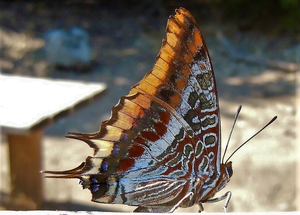 Charaxes jasius