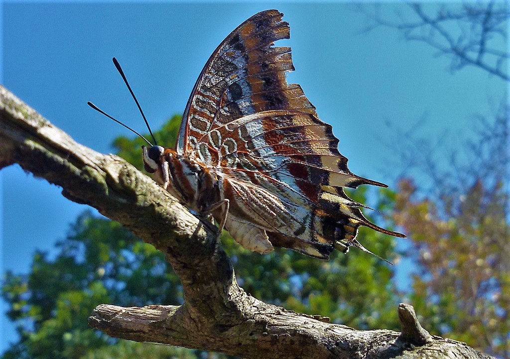 Charaxes jasius