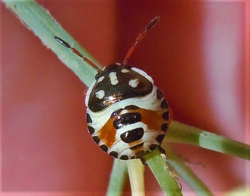 Pentatomidae: ninfa di Carpocoris sp.