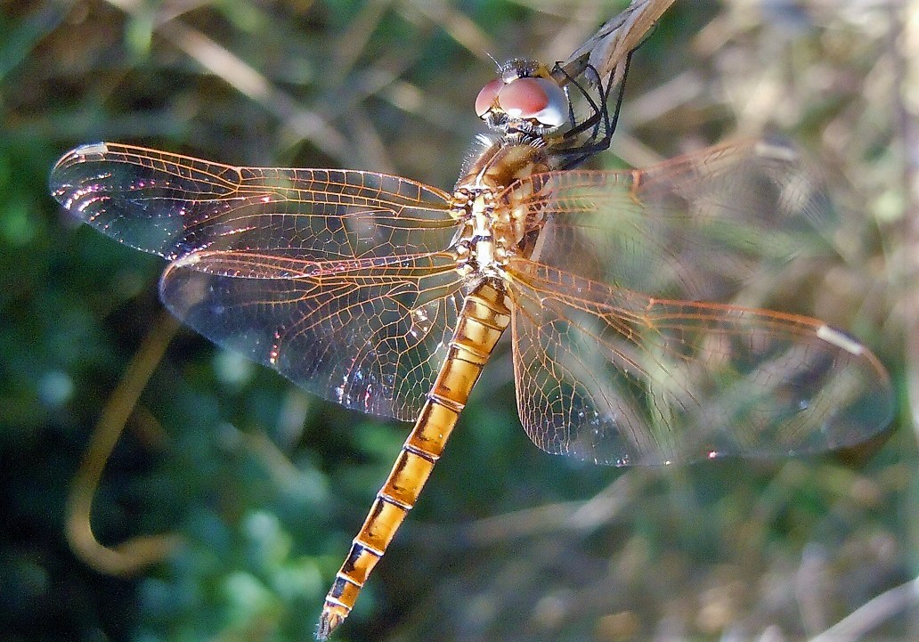 Trithemis annulata, maschio